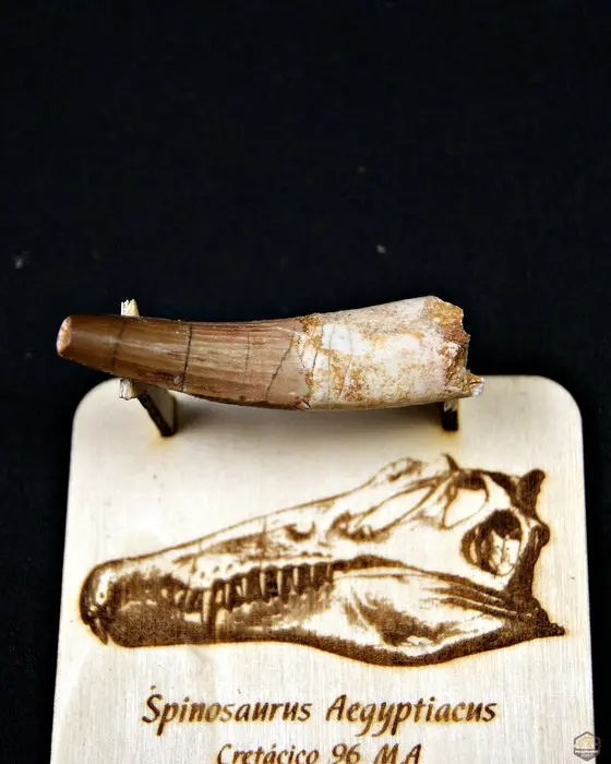 Spinosaur - Fossilised tusk - Spinosaurus aegyptiacus (No reserve price)