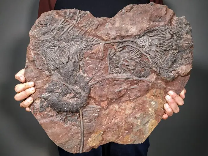 Exceptional Large Fossil Association – Multiple Sea...