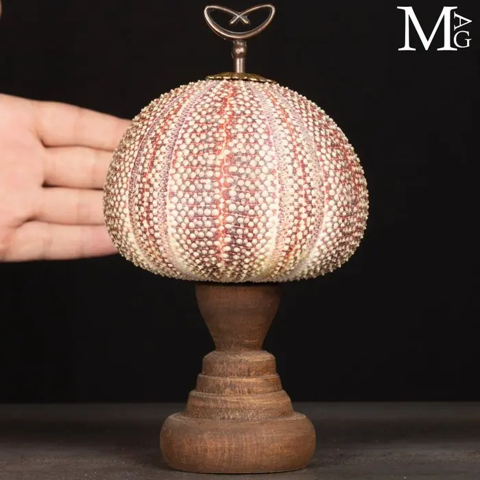 Large Decorative Sea Urchin. Shell - Height: 220 mm - Width: 120 mm-