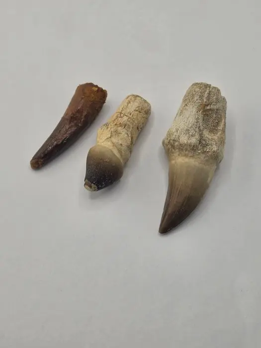 Fossil tooth - Set of 3 Moroccan Cretaceous Fossil Teeth: Globidens