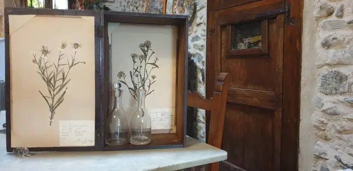 Frans Svanberg - Botanical Box - 1897-1898