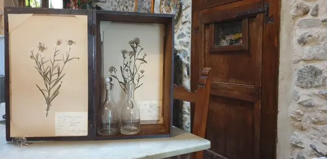 Frans Svanberg - Botanical Box - 1897-1898