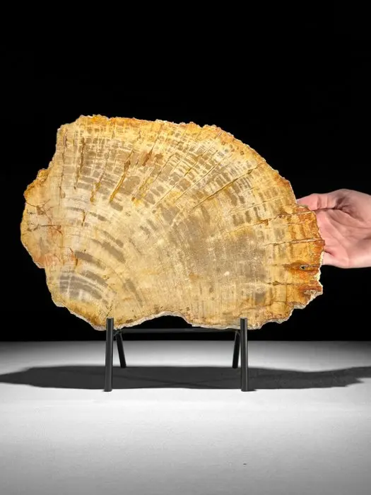 Stunning Slice of Petrified Wood on a custom stand...
