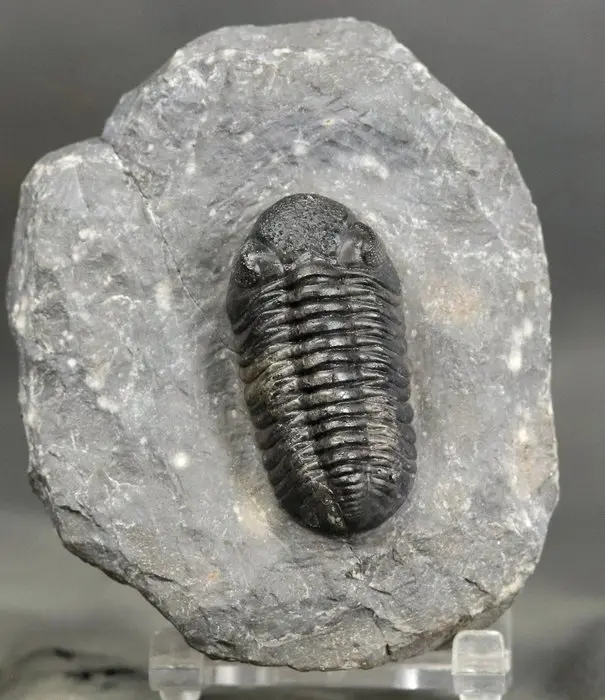 Fine quality trilobite - Outstanding eyes - Fossilised...