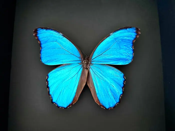 Butterfly Taxidermy full body mount - Morpho Didius du...