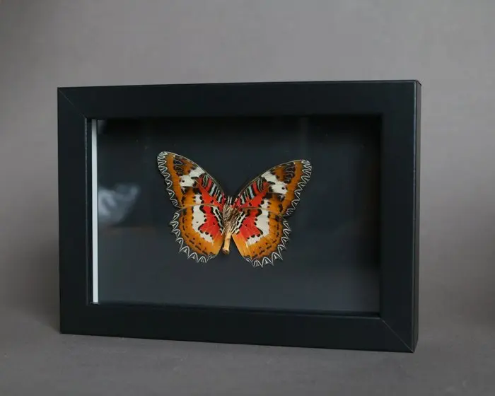 Butterfly Taxidermy full body mount - Cethosia cyane - 10...