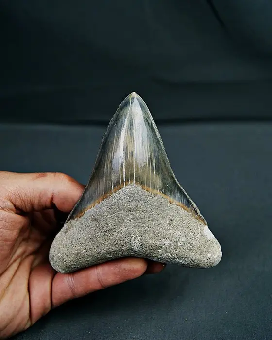 Megalodon - Fossil tooth - Otodus megalodon