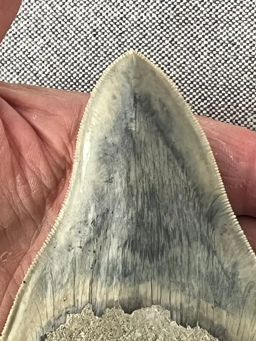 Megalodon tooth 12,6 cm - Fossil tooth - Carcharocles...