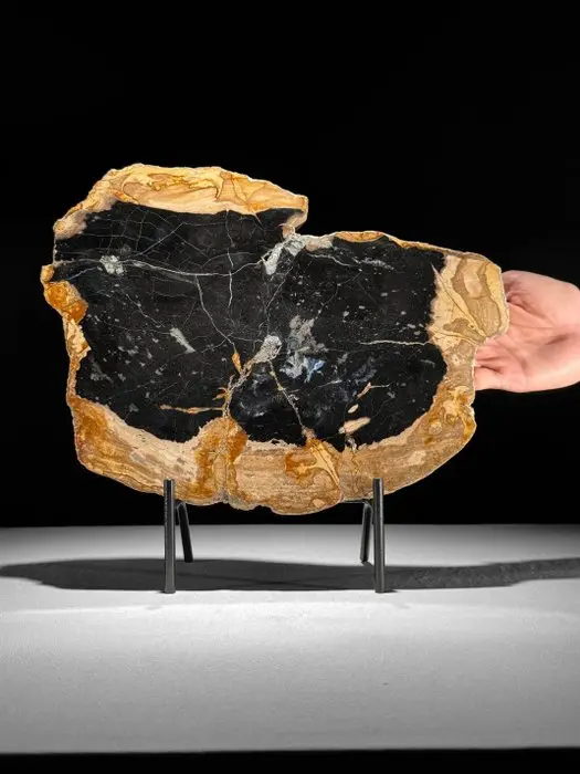 Stunning Slice of Petrified Wood on a custom stand...