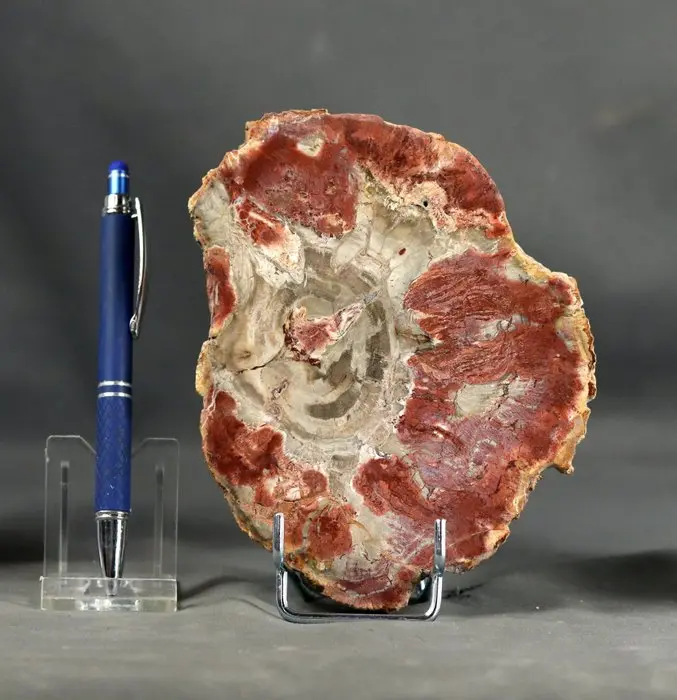 Nice and decorative fossilized wood - Polished with...
