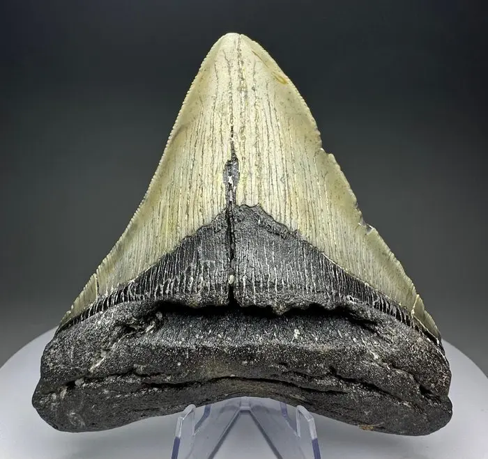 Megalodon - Fossil tooth - 12 cm - 10.5 cm