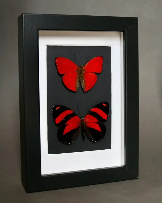 Butterfly Taxidermy full body mount - Cymothoe sangaris x...
