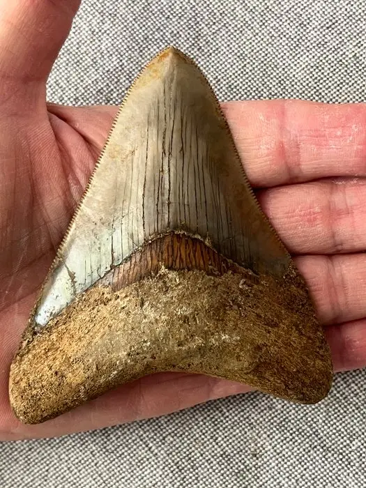 Megalodon tooth 10,2 cm - Fossil tooth - Carcharocles megalodon