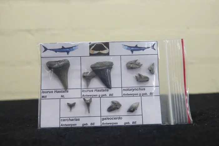fossil shark teeth - Fossil tooth - Otodus Sokolovi - 0...