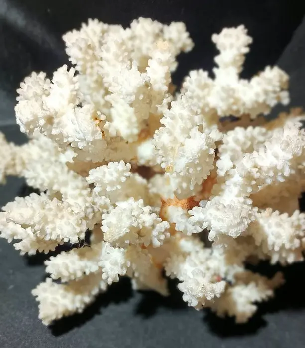 Coral Coral - Acropora (No reserve price)