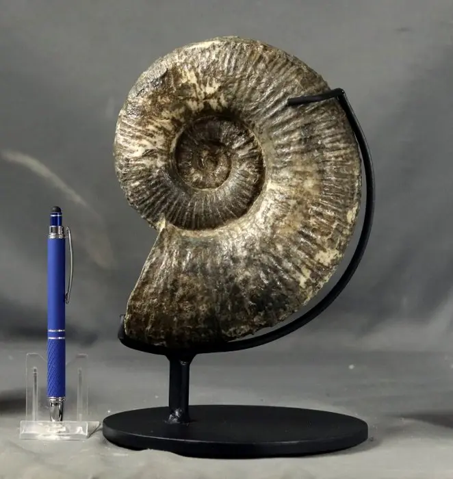 Fine Ammonite - On stand - Fossilised animal - Lytoceras salebrosum -