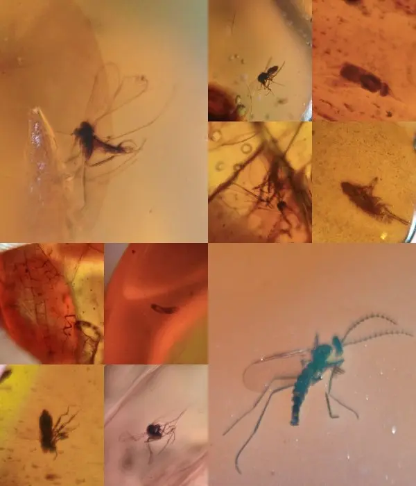 Insect - Amber - Burmit 10 Stück 11.43 gramm Burmit...