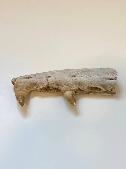 Marine reptile - Fossilised jaw - Mosasaurus sp