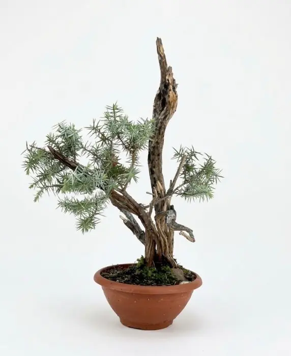 Juniper bonsai (Juniperus) - Height (Tree): 43 cm - Depth (Tree): 34 cm - Japan