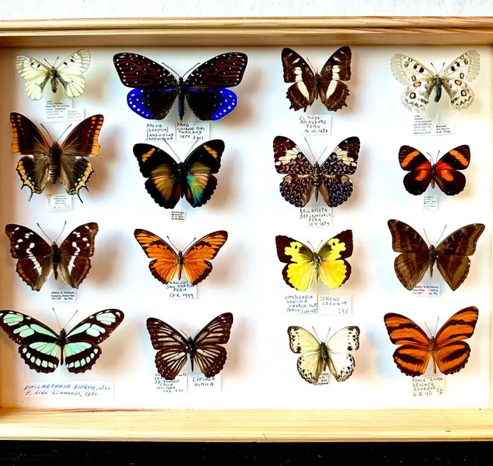 Extremely rare world collection of diurnal butterflies in a museum drawer