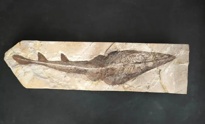 Fossilised animal - Enorme Pesce Chitarra,Rhinobatos...