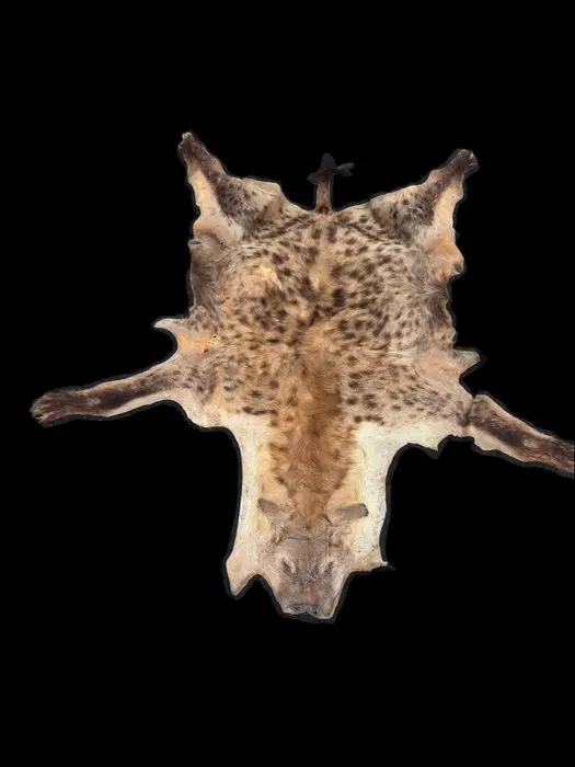 Hyena Taxidermy full body mount - Crocuta crocuta - 195...