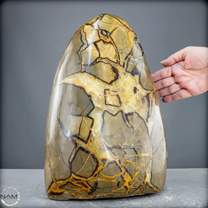 Unique Septarian freeform with fossil inclusions —...