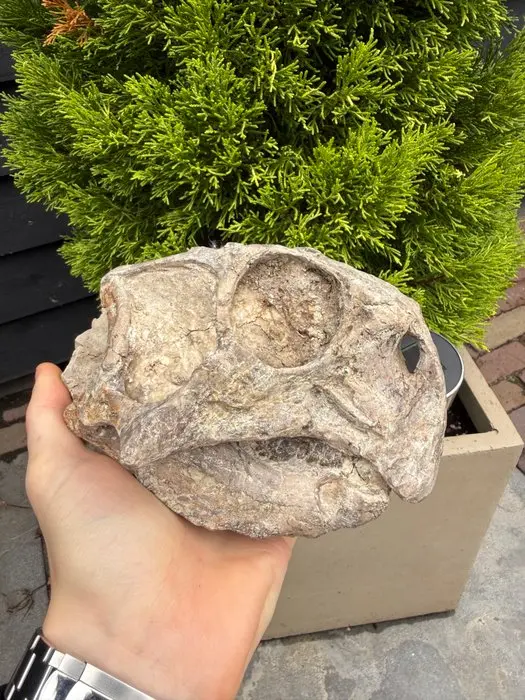 Dinosaur - Fossil skull - Psittacosaurus Luijatunensis - 20 cm - 16 cm