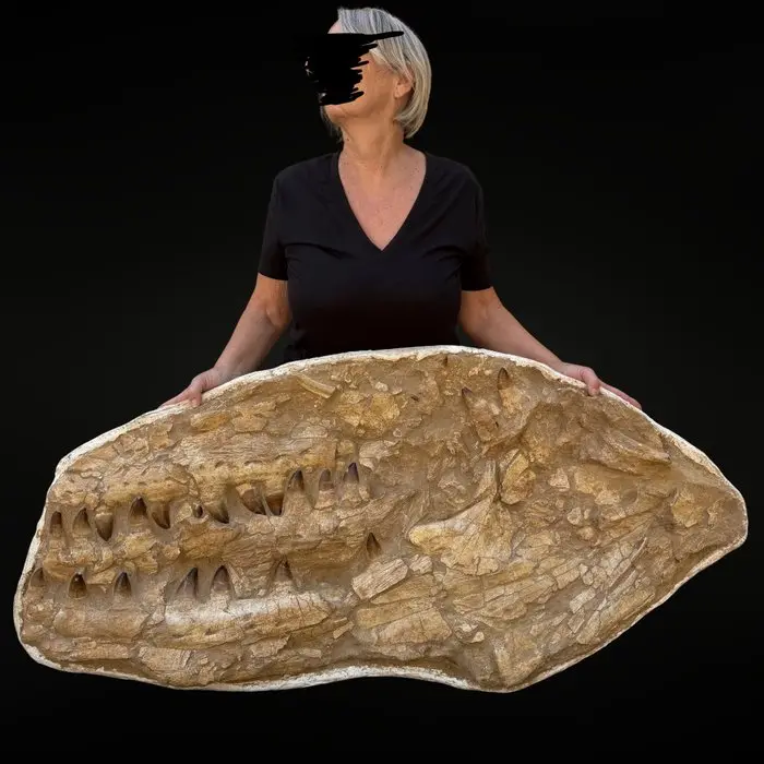Spectacular Mosasaur Jaw Prognathodon – Authentic Natural...