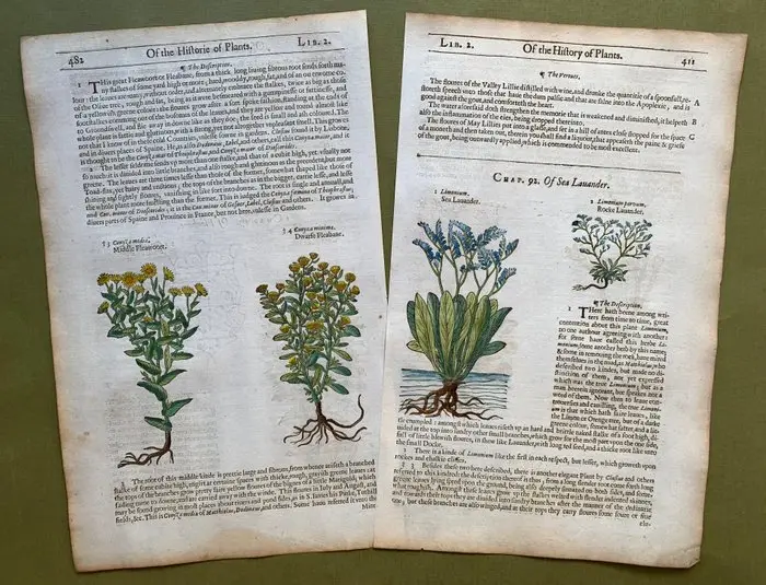 8 xilografie di piante fiorite - 1597