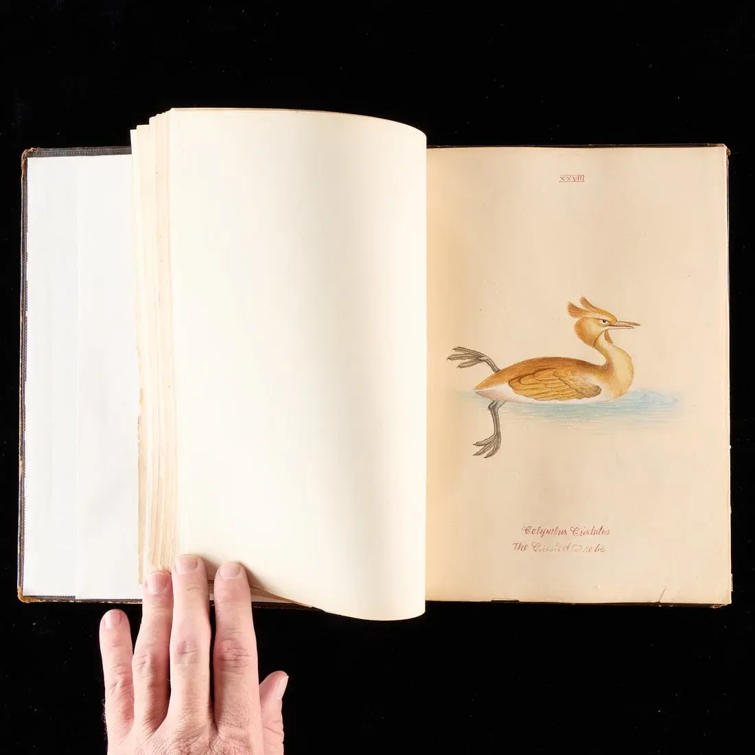 19th c. Company School Album of 63 Bird Paintings