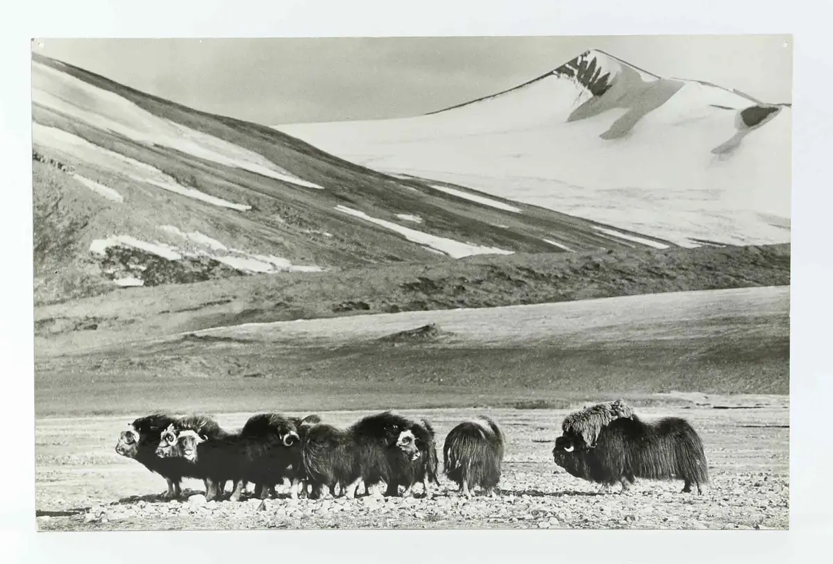 SVEN GILLSÄTER. FOTOGRAFI, Myskoxar i fjällandskap, 1900-tal.