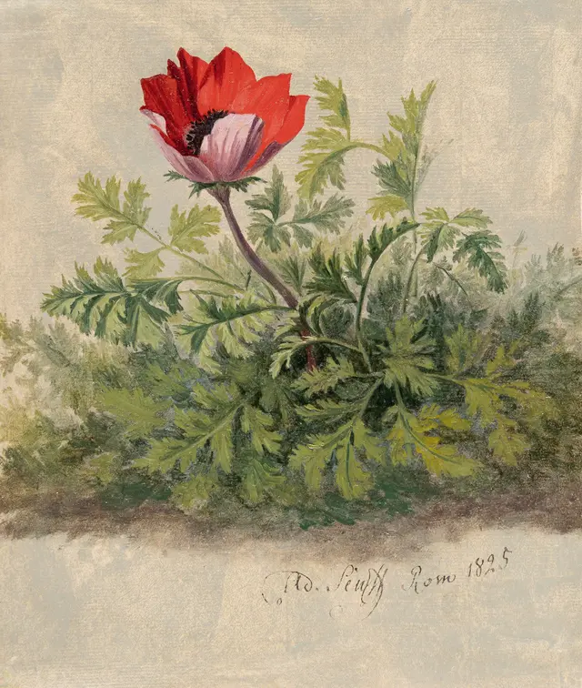 Red Anemone Adolf Carl Senff