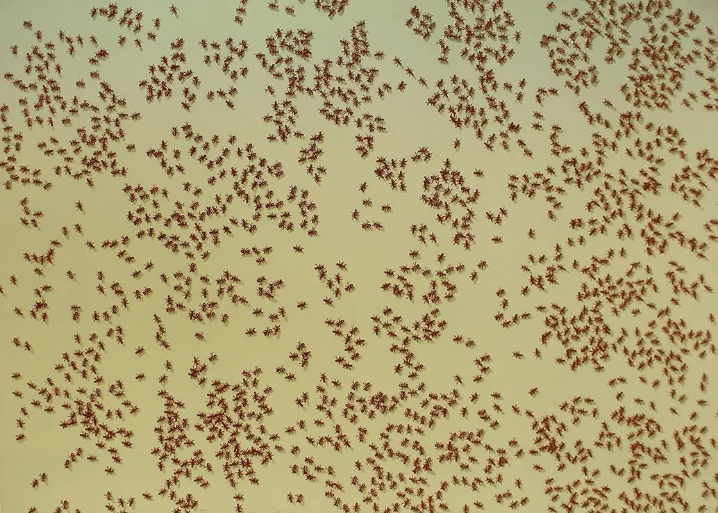 Red Ants, from: Insects
