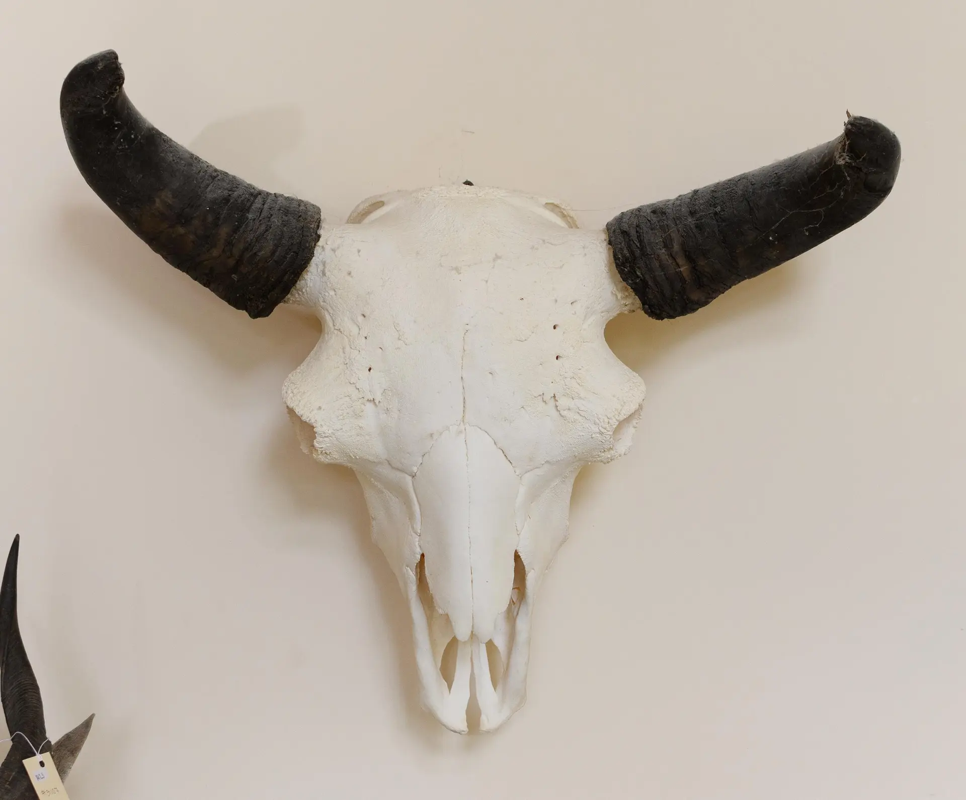 PLAINS BISON SKULL EUROPEAN WALL MOUNT.