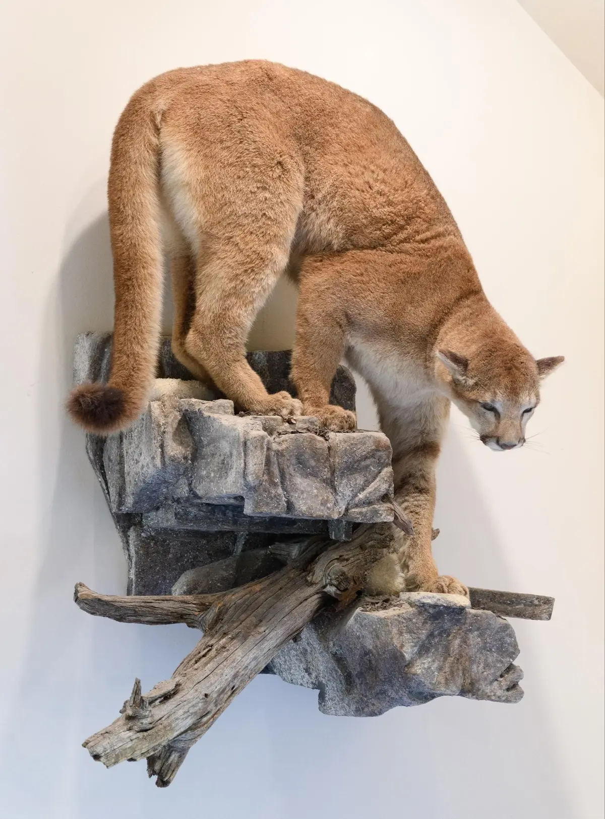 BRITISH COLUMBIA MOUNTAIN LION TAXIDERMY TROPHY MOUNT.