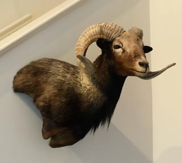 VINTAGE CATALINA RAM TAXIDERMY SHOULDER MOUNT.
