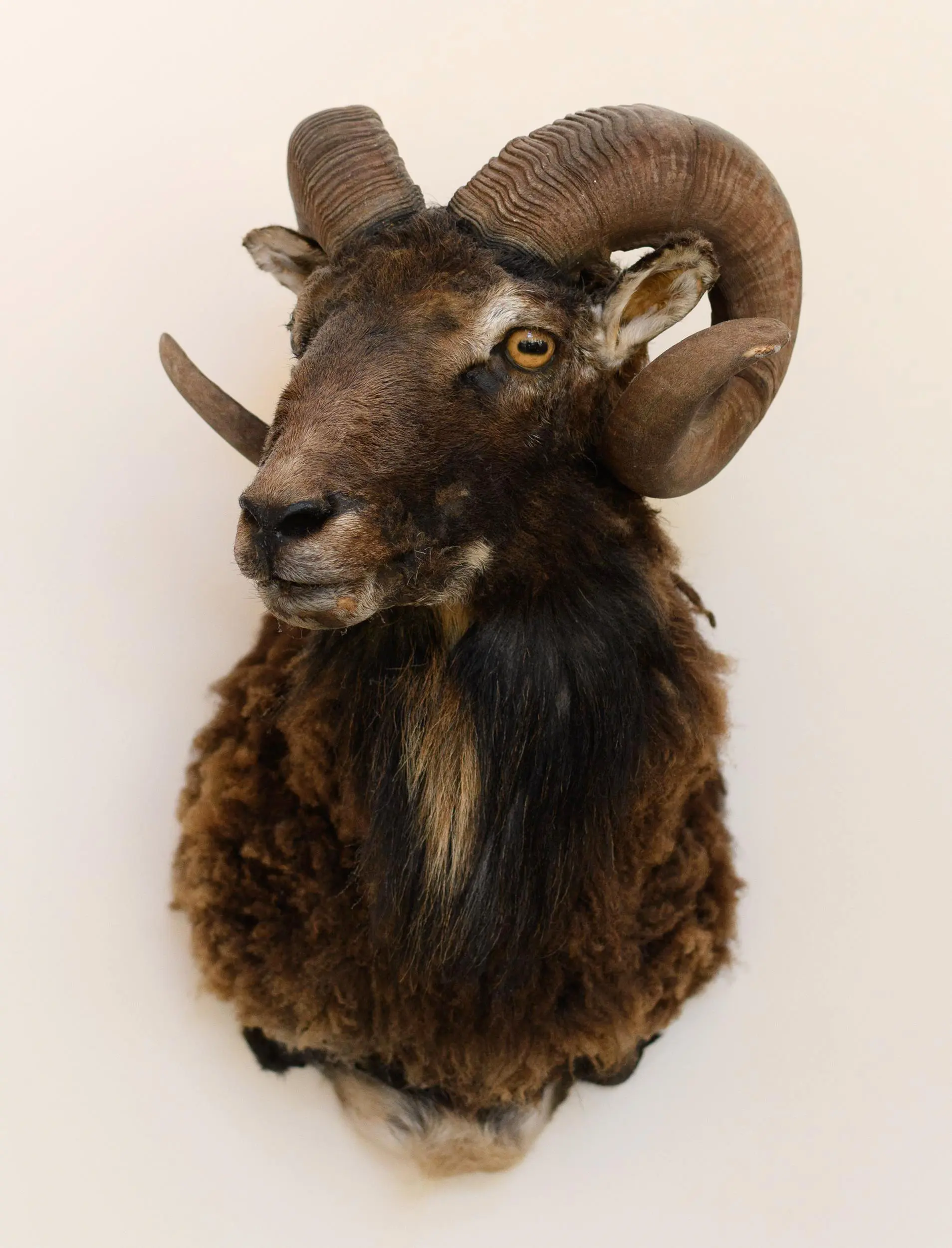 SCOTTISH SOAY RAM TAXIDERMY SHOULDER MOUNT.