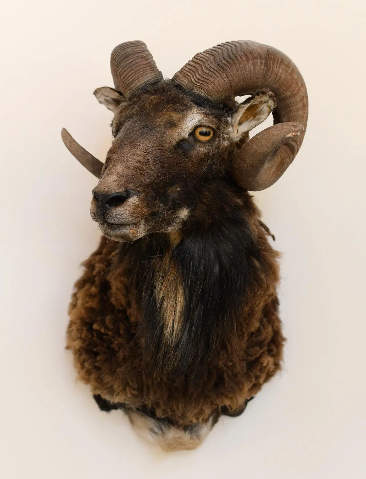 SCOTTISH SOAY RAM TAXIDERMY SHOULDER MOUNT.
