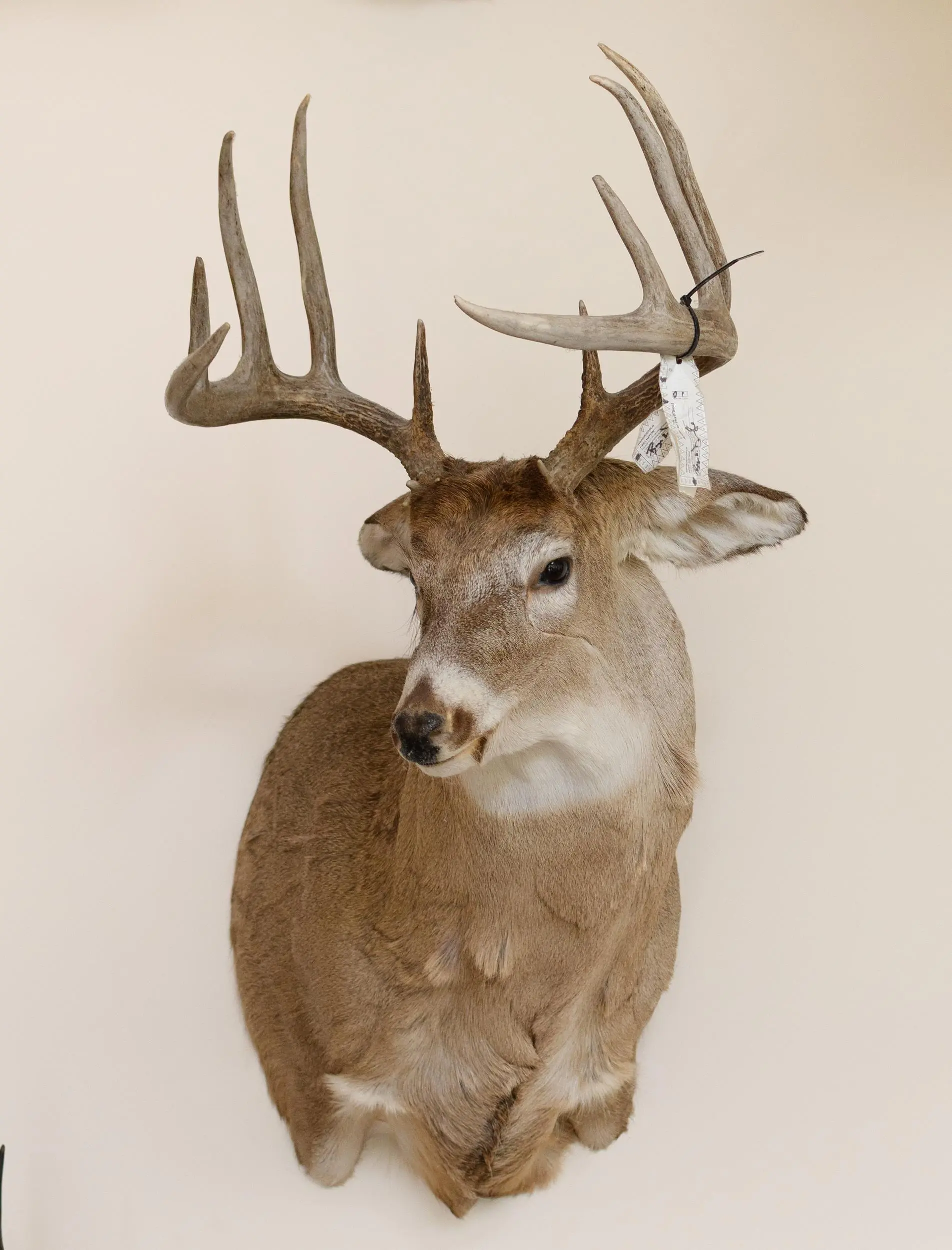 LARGE WHITETAIL DEER TAXIDERMY TROPHY MOUNT.
