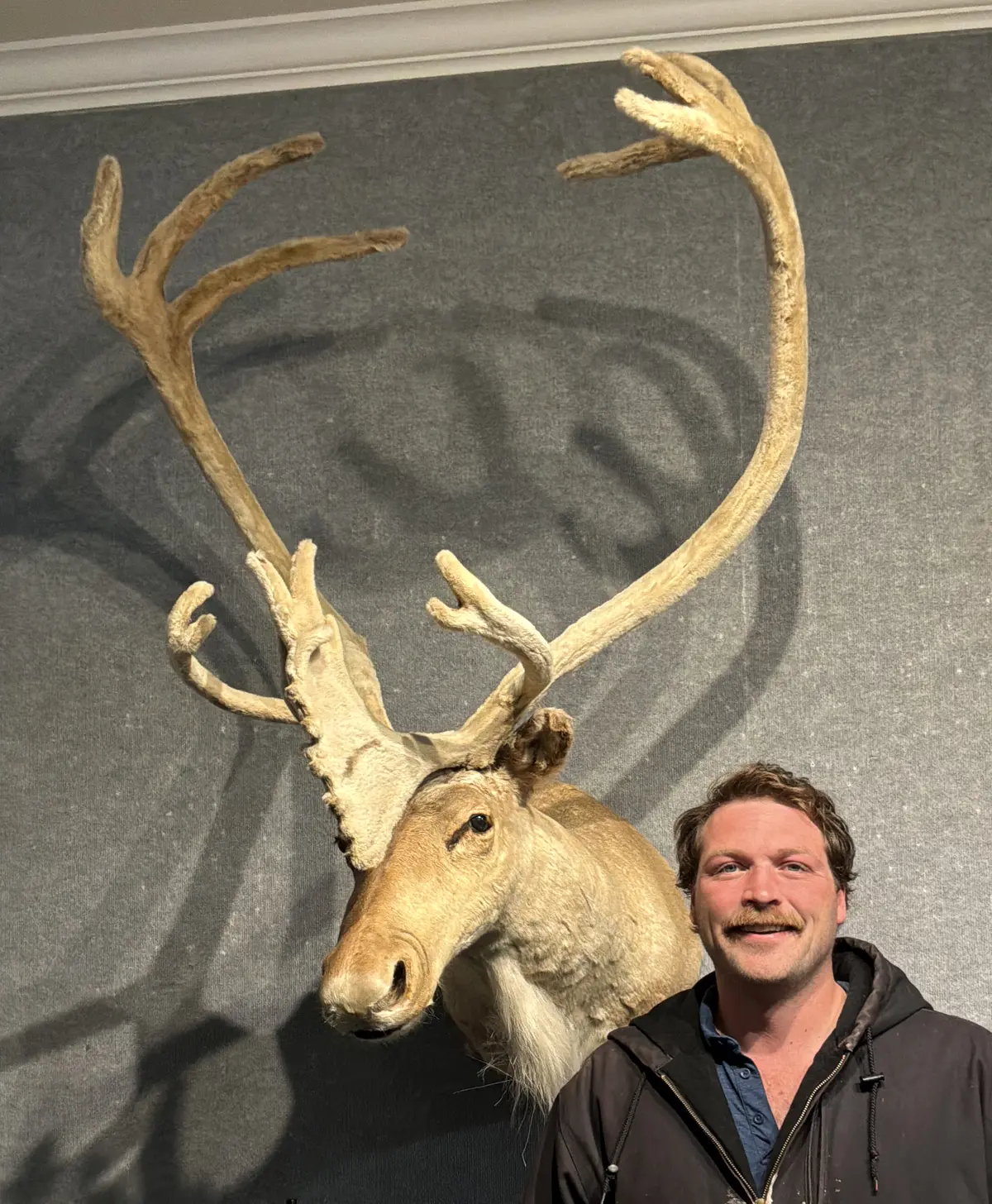 VINTAGE CARIBOU TAXIDERMY TROPHY WALL MOUNT.