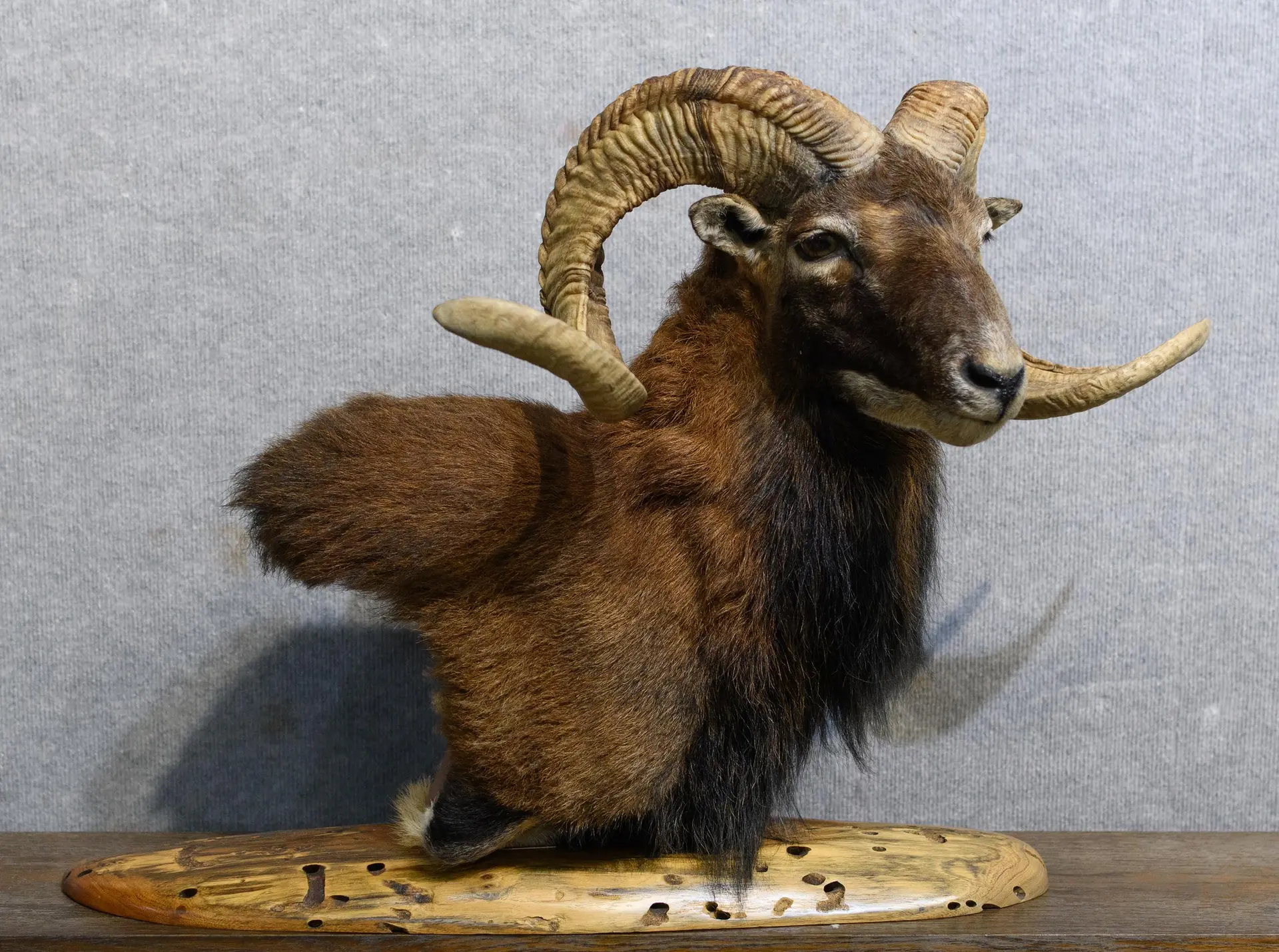 CATALINA SHEEP FREESTANDING TABLETOP BUST MOUNT.