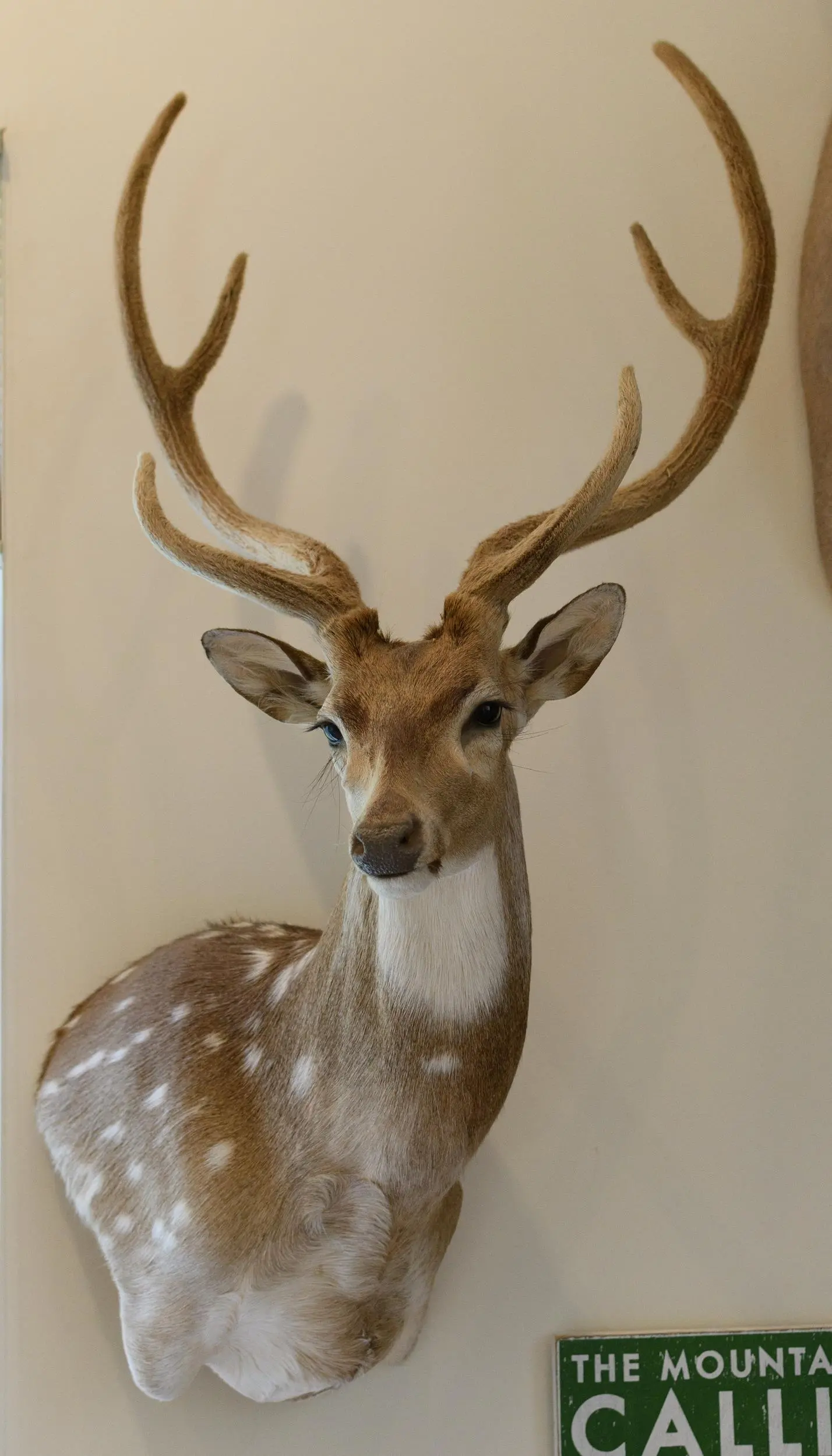 AXIS DEER SHOULDER MOUNT TAXIDERMY.