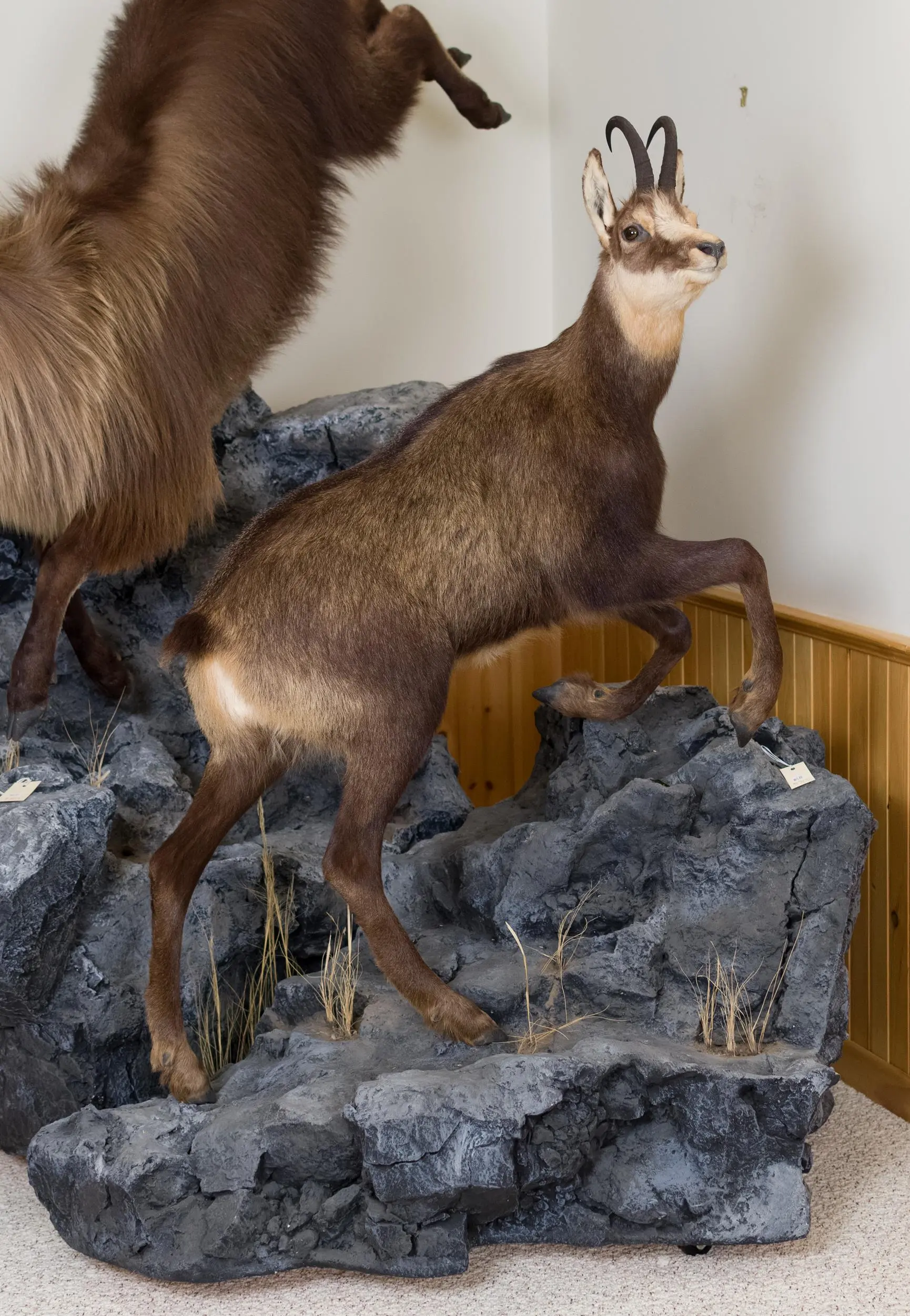 NEW ZEALAND CHAMOIS FULL BODY TAXIDERMY MOUNT.