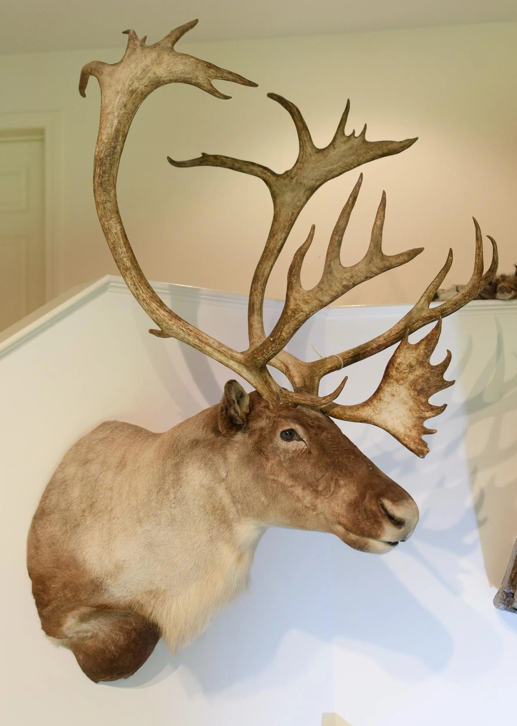 CARIBOU SHOULDER TAXIDERMY WALL MOUNT.