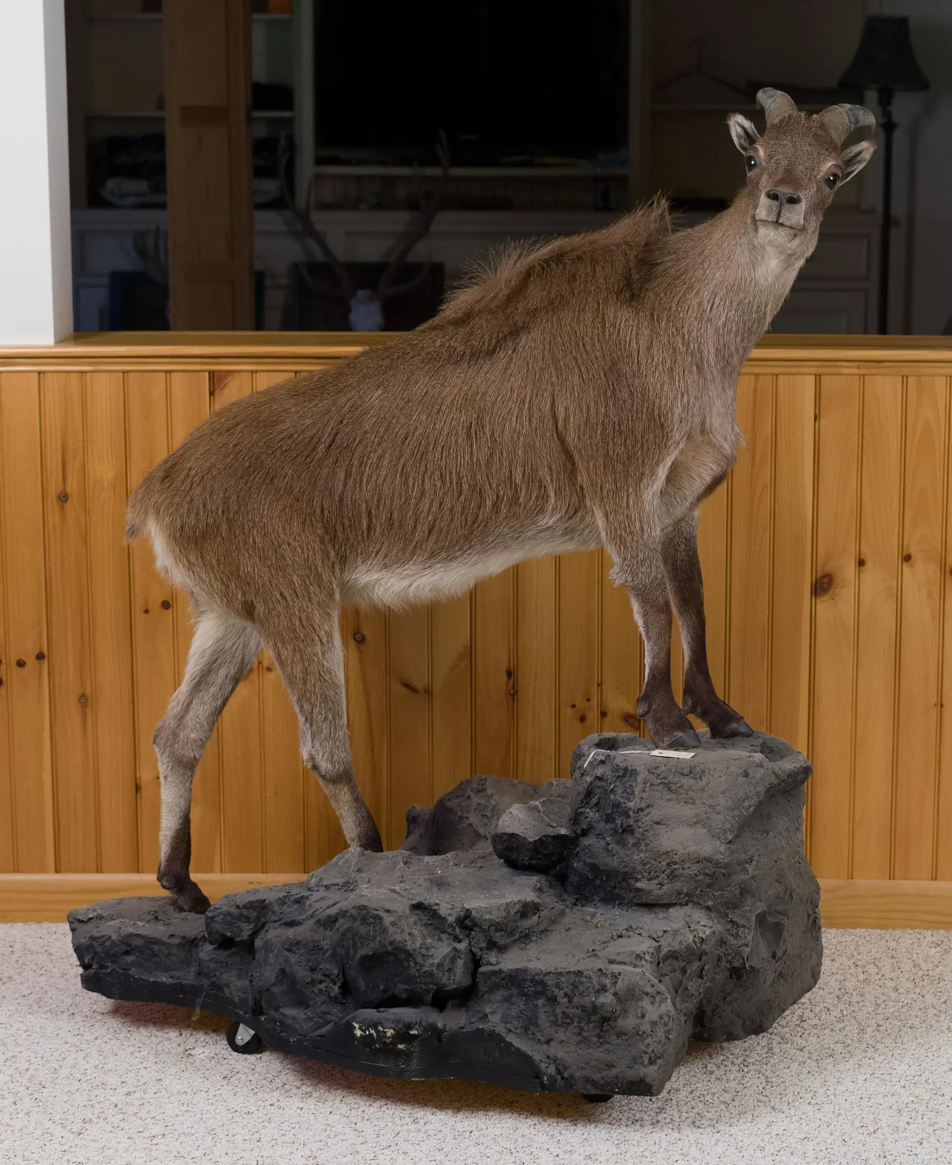 NEW ZEALAND FEMALE TAHR FULL FIGURE TAXIDERMY.