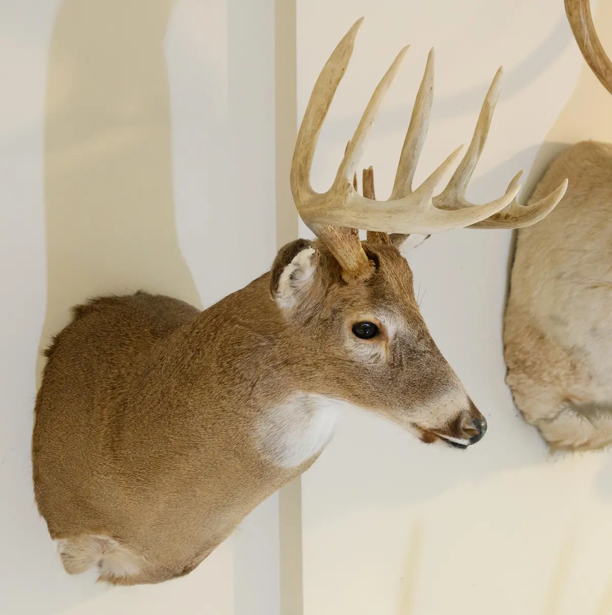 SASKATCHEWAN WHITETAIL BUCK TAXIDERMY TROPHY MOUNT.