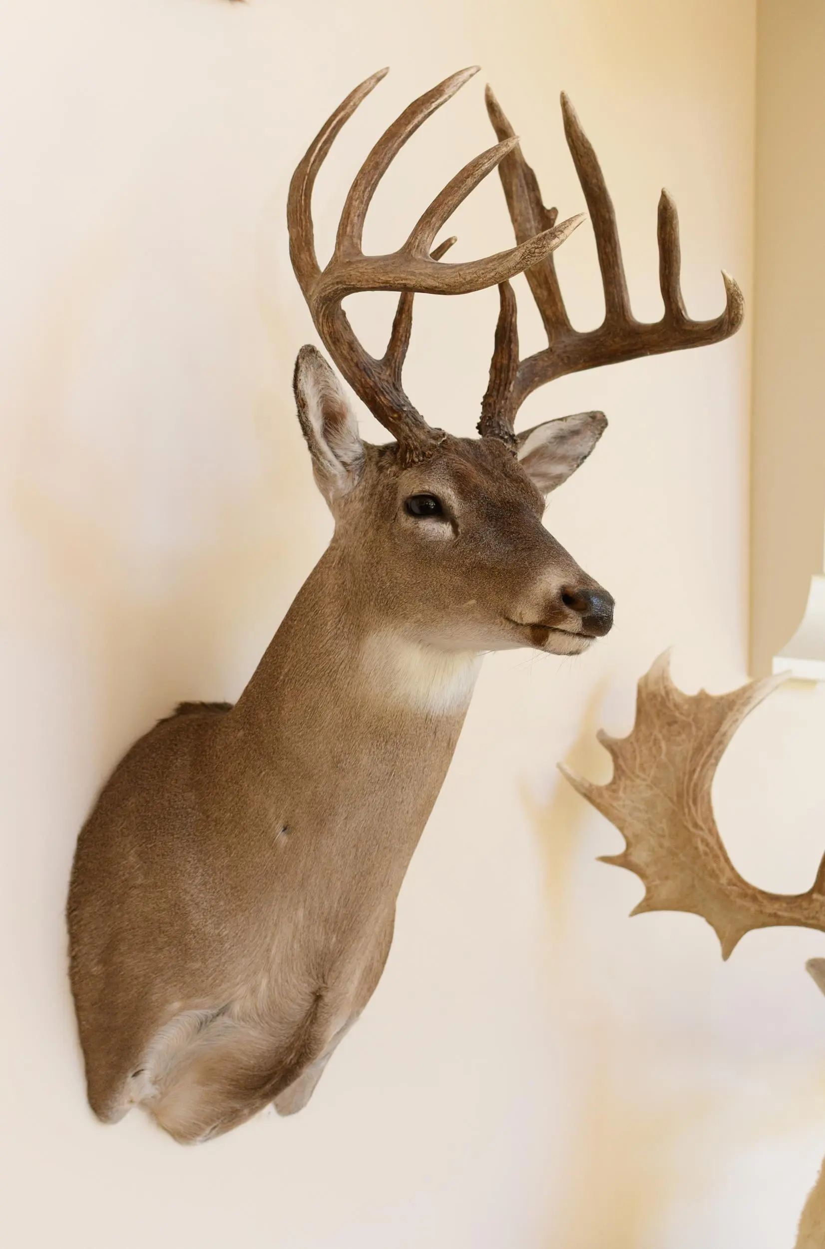 TEXAS HILL COUNTRY WHITETAIL BUCK TROPHY MOUNT.