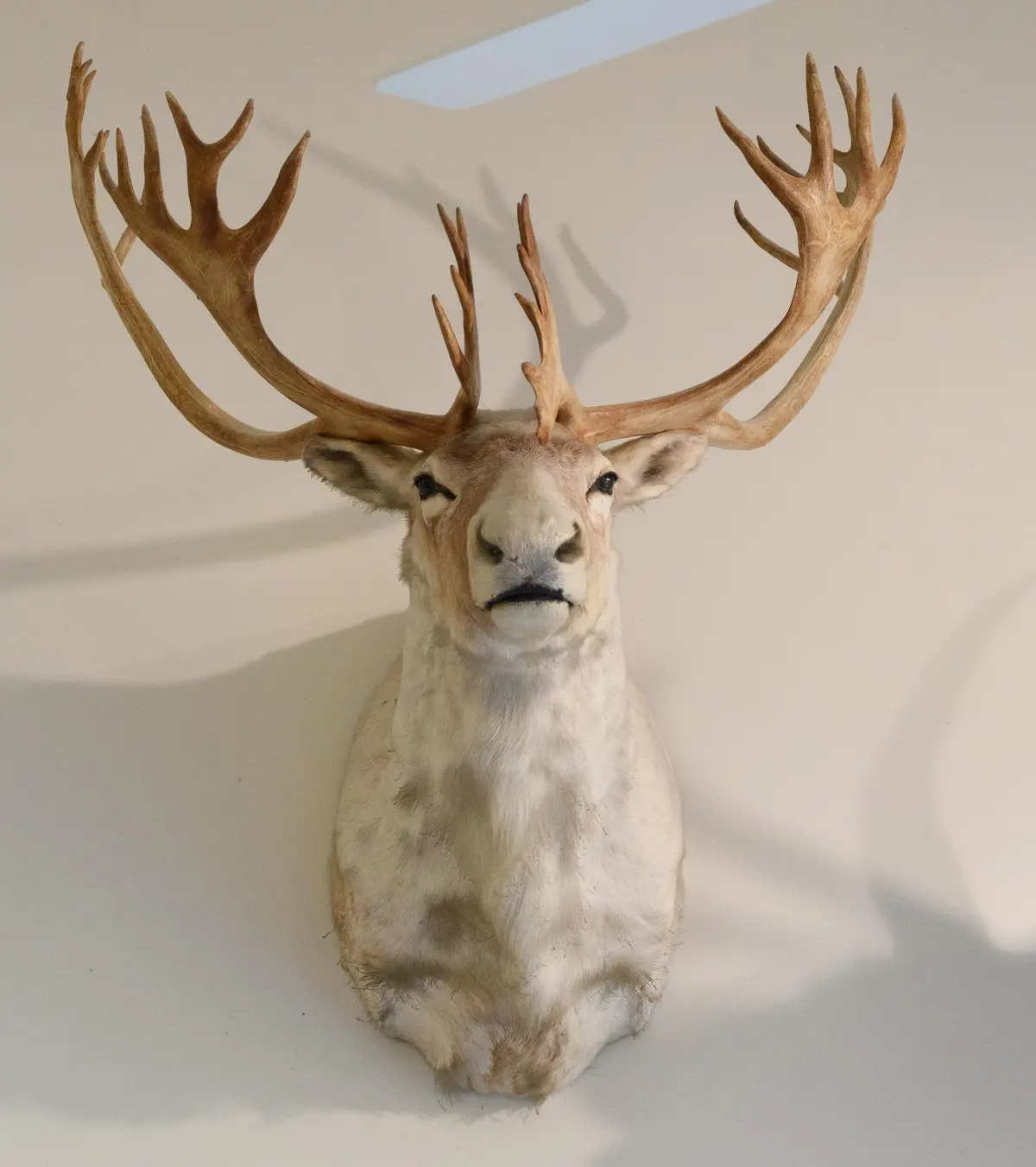BOONE & CROCKETT NEWFOUNDLAND WOODLAND CARIBOU MOUNT.