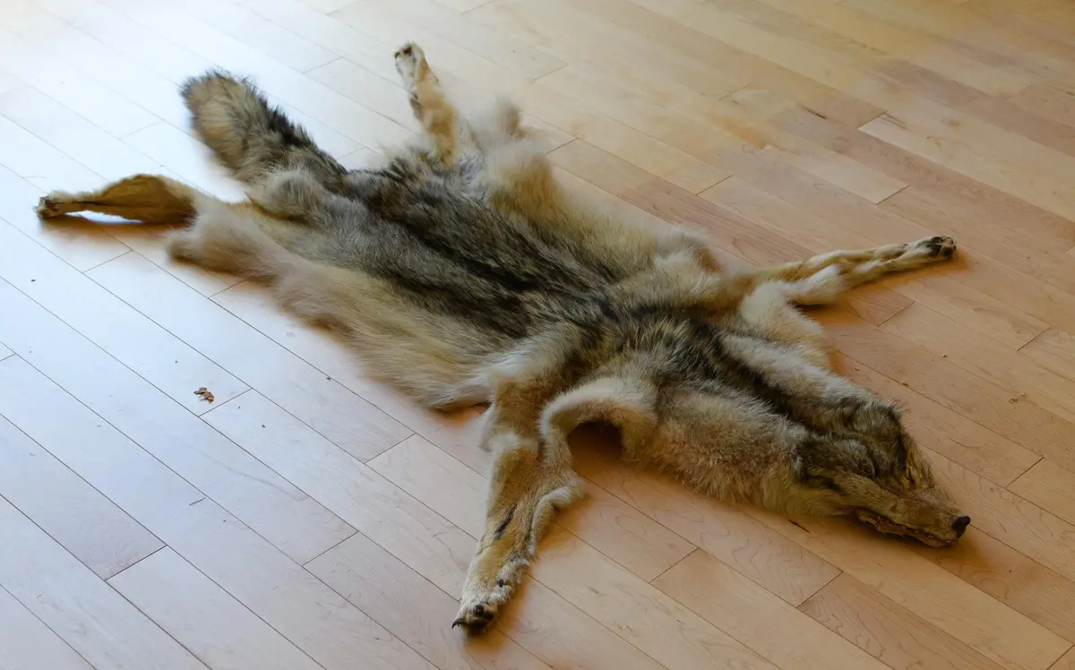BRITISH COLUMBIA COYOTE TAXIDERMY RUG MOUNT.